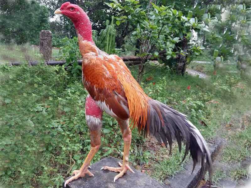 Cách lựa chọn gà chọi dựa vào mắt