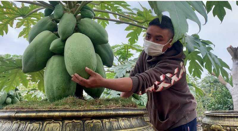 Mơ thấy quả đu đủ báo hiệu cho điều gì?